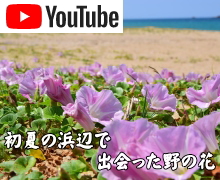 浜辺の野の花